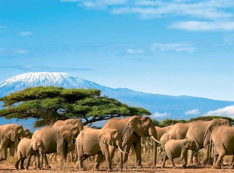Safari Kenya : Circuit Safari Kilimandjaro et Plages de Mombasa